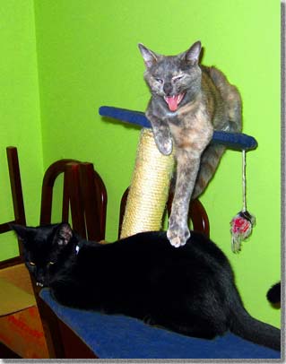 猫タワーのバディとホリー